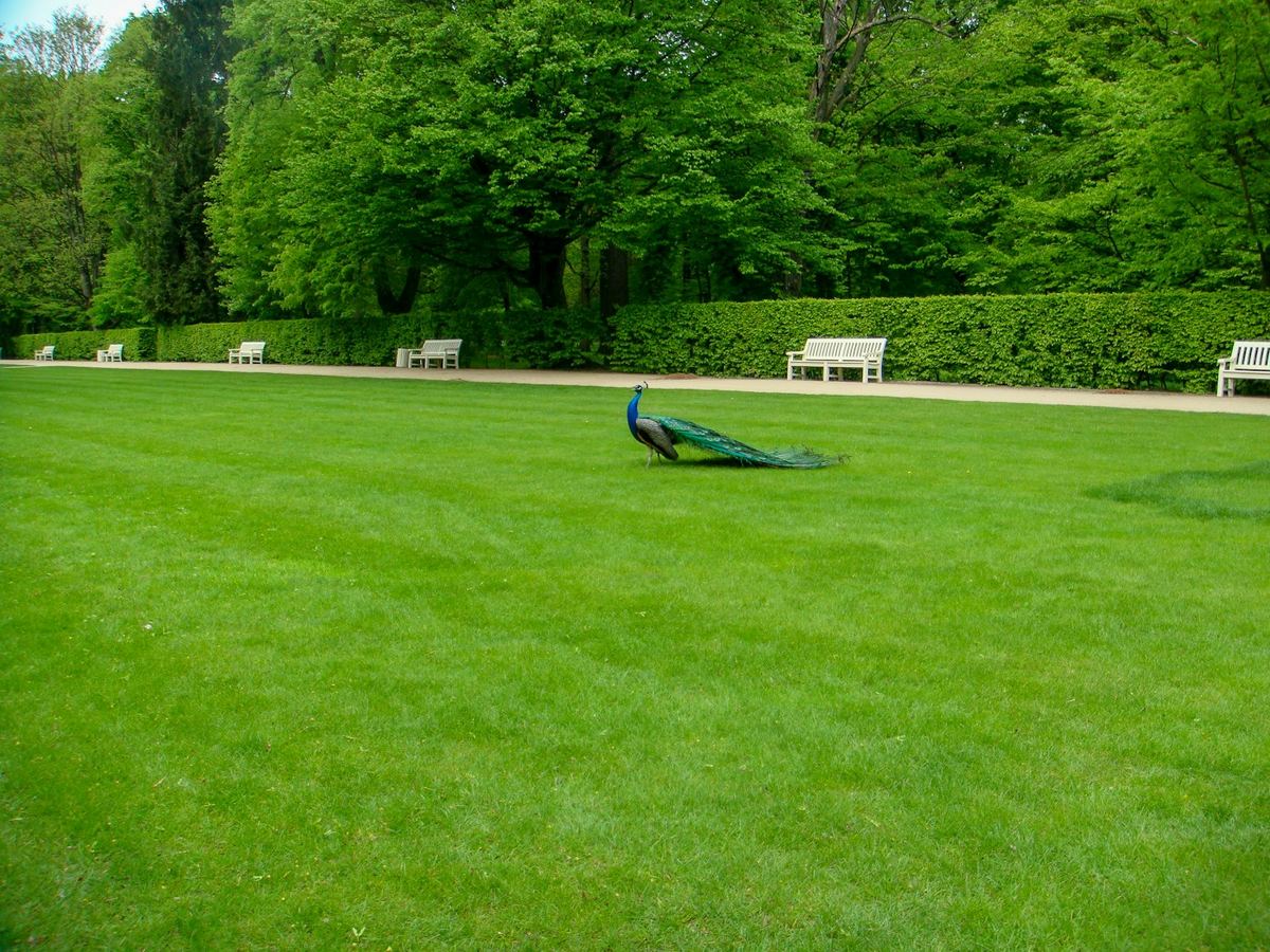 A neat green lawn